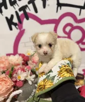 Dandelion , a female Maltipoo for sale in Houston, TX – 9 of 9