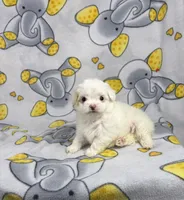 Royal, a male Maltipoo for sale in Houston, TX – 8 of 8