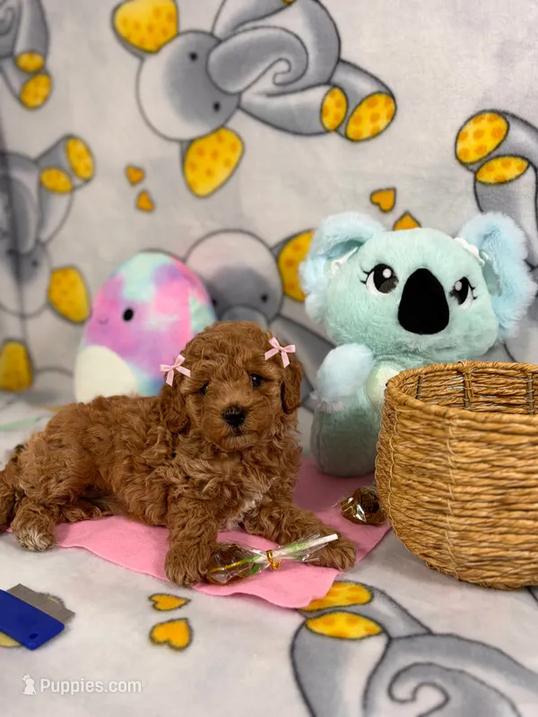  Lady – Poodle - Toy  puppy for sale in Houston, TX