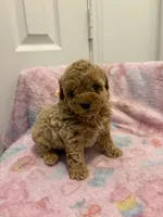 Biscotti, a male Poodle - Toy  for sale in Houston, TX – 2 of 6