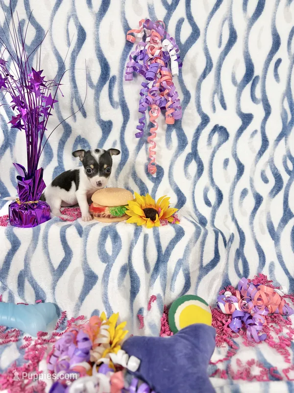 Betty boo – Chihuahua puppy for sale in Houston, TX