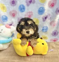 Buttercup, a female Yorkshire Terrier for sale in Houston, TX – 5 of 7