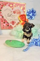 Adam, a male Chihuahua for sale in Houston, TX – 2 of 8
