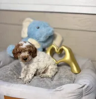 Royal, a male Poodle - Toy  for sale in Houston, TX – 4 of 9