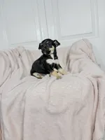 Bonnie, a female Chihuahua for sale in Houston, TX – 6 of 7