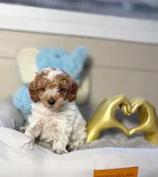 Royal, a male Poodle - Toy  for sale in Houston, TX – 6 of 9