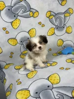 Duke, a female Maltipoo for sale in Houston, TX – 4 of 5