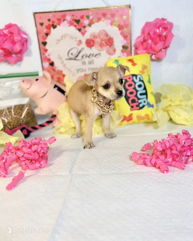 Devi – Chihuahua puppy for sale in Houston, TX