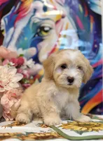 Dolce, a female Maltipoo for sale in Houston, TX – 2 of 6