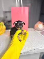 Aria, a female Chihuahua for sale in Houston, TX – 1 of 5