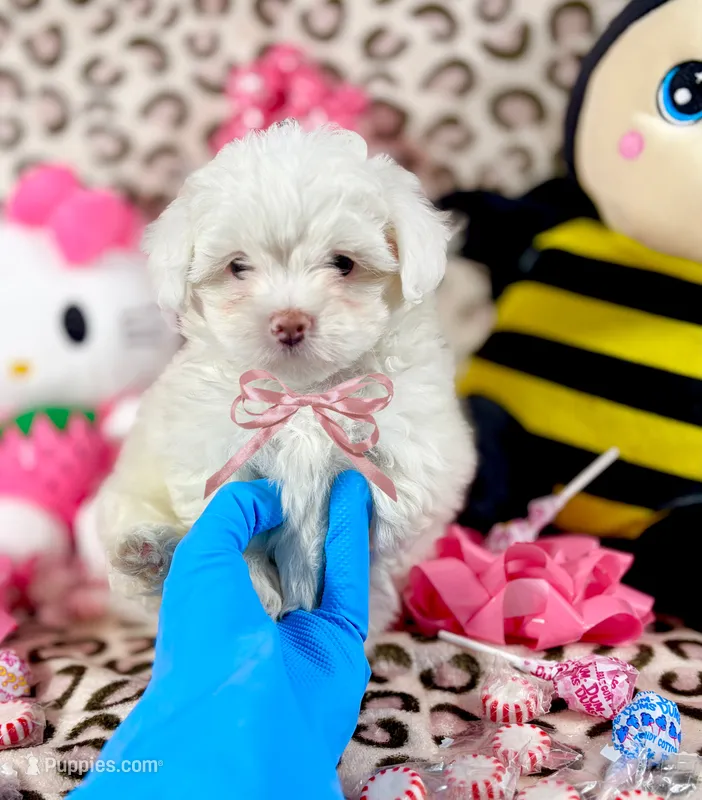 Bubbles – Maltipoo puppy for sale in Houston, TX