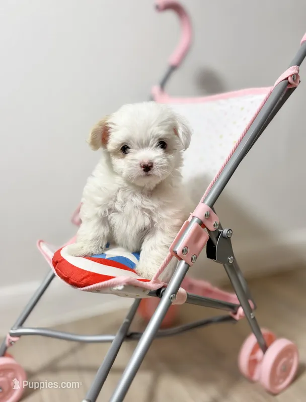 King – Maltipoo puppy for sale in Houston, TX