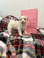 Dynasty , a female Maltipoo for sale in Houston, TX – 7 of 8