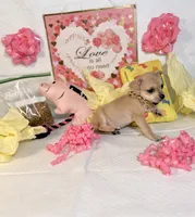 Devi, a female Chihuahua for sale in Houston, TX – 3 of 8