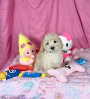 Chasity, a female Maltipoo for sale in Houston, TX – 5 of 6