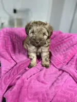Autumn 🐻, a female Maltipoo for sale in Houston, TX – 9 of 9