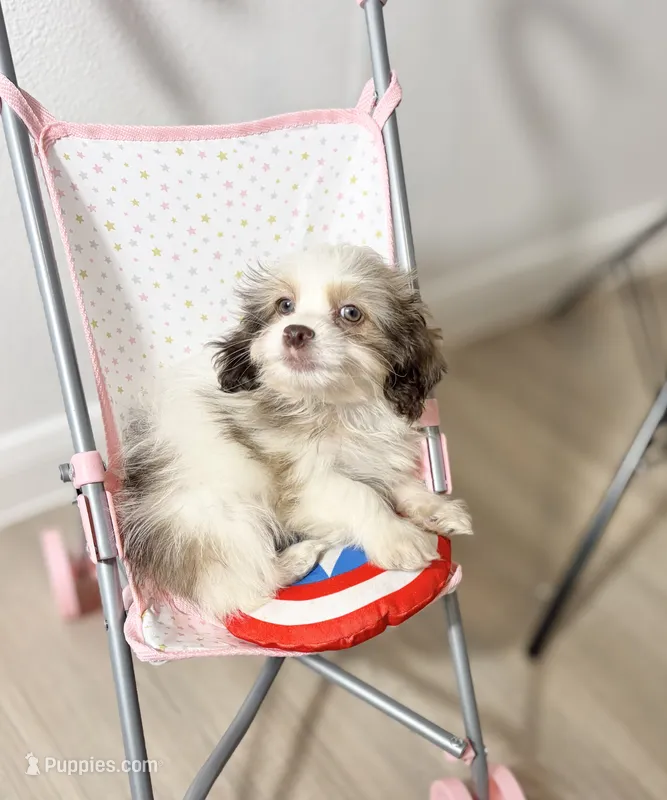 Duke – Maltipoo puppy for sale in Houston, TX