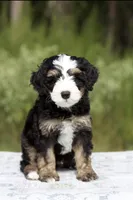Briar 20-25lb, a male Miniature Bernedoodle for sale in Ruston, LA – 3 of 7