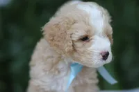 Dandy 15-20lbs, a male Miniature Bernedoodle for sale in Ruston, LA – 4 of 5