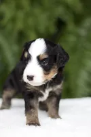 Briar 20-25lb, a male Miniature Bernedoodle for sale in Ruston, LA – 7 of 7