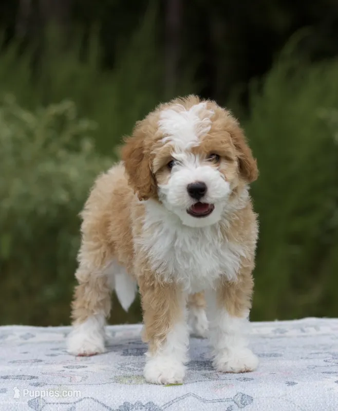 Fern – Miniature Bernedoodle puppy for sale in Ruston, LA