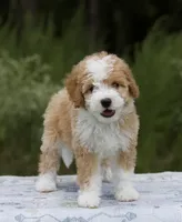 Fern, a female Miniature Bernedoodle for sale in Ruston, LA – 1 of 1