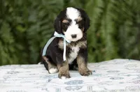 Briar 20-25lb, a male Miniature Bernedoodle for sale in Ruston, LA – 5 of 7
