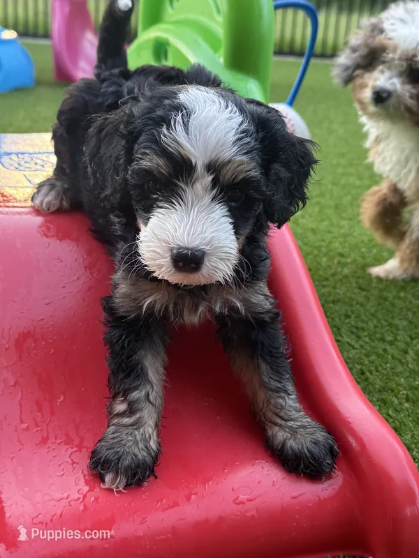 Briar 20-25lb – Miniature Bernedoodle puppy for sale in Ruston, LA