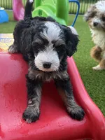 Briar 20-25lb, a male Miniature Bernedoodle for sale in Ruston, LA – 1 of 7