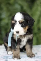 Briar 20-25lb, a male Miniature Bernedoodle for sale in Ruston, LA – 4 of 7
