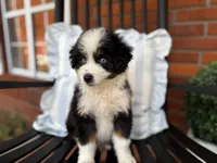 ALX4 - Boy, a male Miniature Bernedoodle and Miniature Aussiedoodle for sale in Ruston, LA – Photo 1 of 3