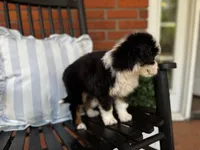 ALX4 - Boy, a male Miniature Bernedoodle and Miniature Aussiedoodle for sale in Ruston, LA – Photo 3 of 3