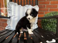ALX4 - Boy, a male Miniature Bernedoodle and Miniature Aussiedoodle for sale in Ruston, LA – Photo 2 of 3
