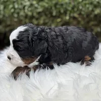 Cocoa Mini EE Bb FF, a male Miniature Bernedoodle for sale in Ruston, LA – Photo 2 of 8