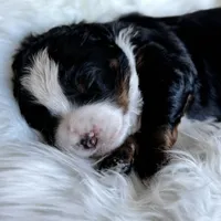 Cocoa Mini EE Bb FF, a male Miniature Bernedoodle for sale in Ruston, LA – Photo 7 of 8