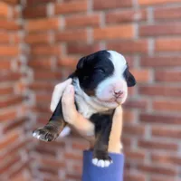 Cocoa Mini EE Bb FF, a male Miniature Bernedoodle for sale in Ruston, LA – Photo 5 of 8