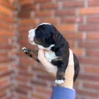 Cocoa Mini EE Bb FF, a male Miniature Bernedoodle for sale in Ruston, LA – Photo 6 of 8