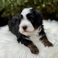 Cocoa Mini EE Bb FF, a male Miniature Bernedoodle for sale in Ruston, LA – Photo 3 of 8