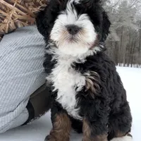 Cocoa Mini EE Bb FF, a male Miniature Bernedoodle for sale in Ruston, LA – Photo 1 of 8