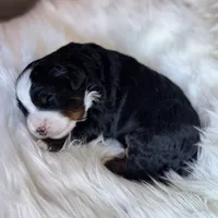 Cocoa Mini EE Bb FF, a male Miniature Bernedoodle for sale in Ruston, LA – Photo 8 of 8