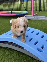 Dandy 15-20lbs, a male Miniature Bernedoodle for sale in Ruston, LA – 2 of 5