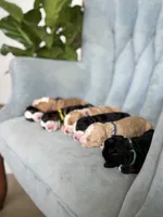 Briar 20-25lb, a male Miniature Bernedoodle for sale in Ruston, LA – 2 of 7