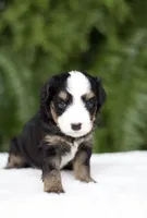 Briar 20-25lb, a male Miniature Bernedoodle for sale in Ruston, LA – 6 of 7