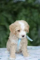Dandy 15-20lbs, a male Miniature Bernedoodle for sale in Ruston, LA – 5 of 5