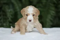 Dandy 15-20lbs, a male Miniature Bernedoodle for sale in Ruston, LA – 3 of 5