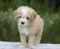 Dandy 15-20lbs, a male Miniature Bernedoodle for sale in Ruston, LA – 1 of 5