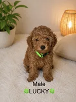 Lucky, a male Poodle - Toy  for sale in Upland, CA – 2 of 2