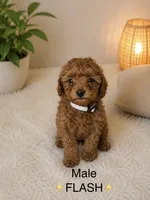 Flash, a male Poodle - Toy  for sale in Upland, CA – 2 of 2