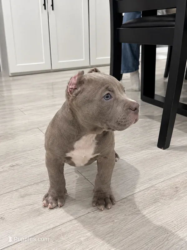 Jax – American Bully puppy for sale in Upland, CA