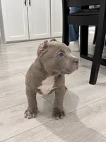 Jax, a male American Bully for sale in Upland, CA – 1 of 3